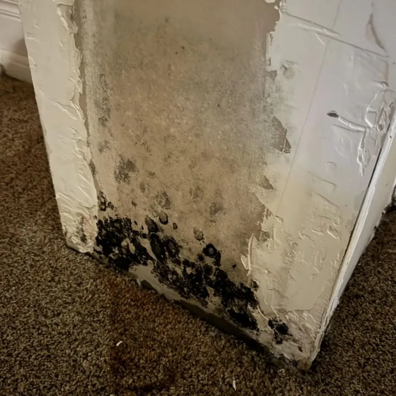 Professional Mold Removal in Lake County, FL